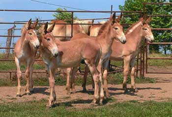 mules for sale